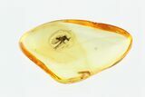 Detailed Fossil Fly (Microphorinae) With Huge Eyes In Baltic Amber #270581-2